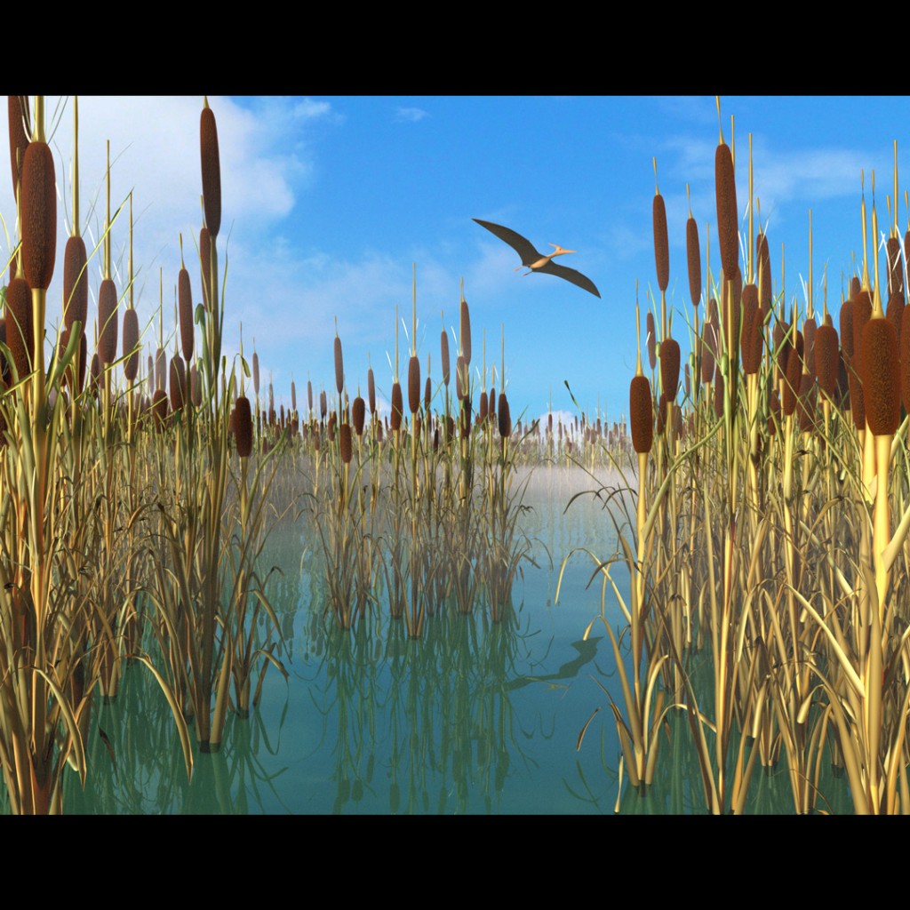 Reed, Cattail, Bulrush, Corn Dog Grass preview image 3
